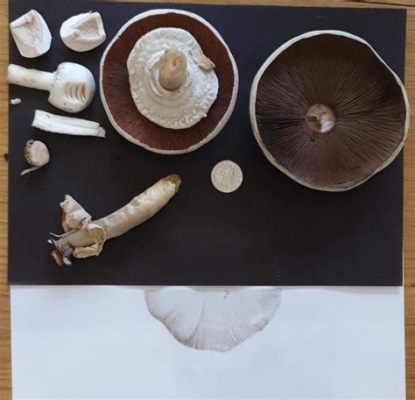 how to make a mushroom spore print and the importance of preserving natural biodiversity